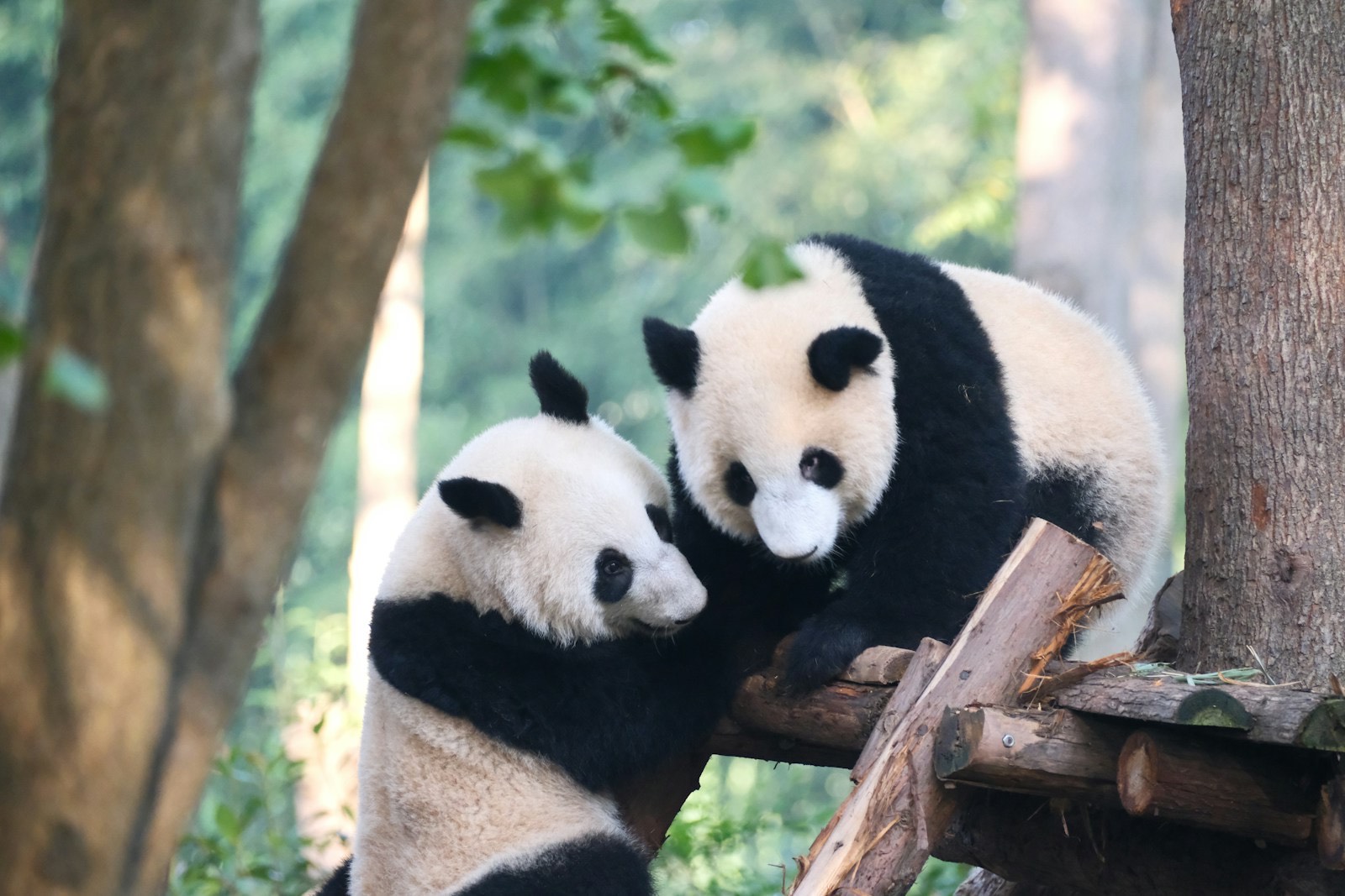 Pandas gigantes descansando sobre un árbol en el centro de conservación de Chengdu