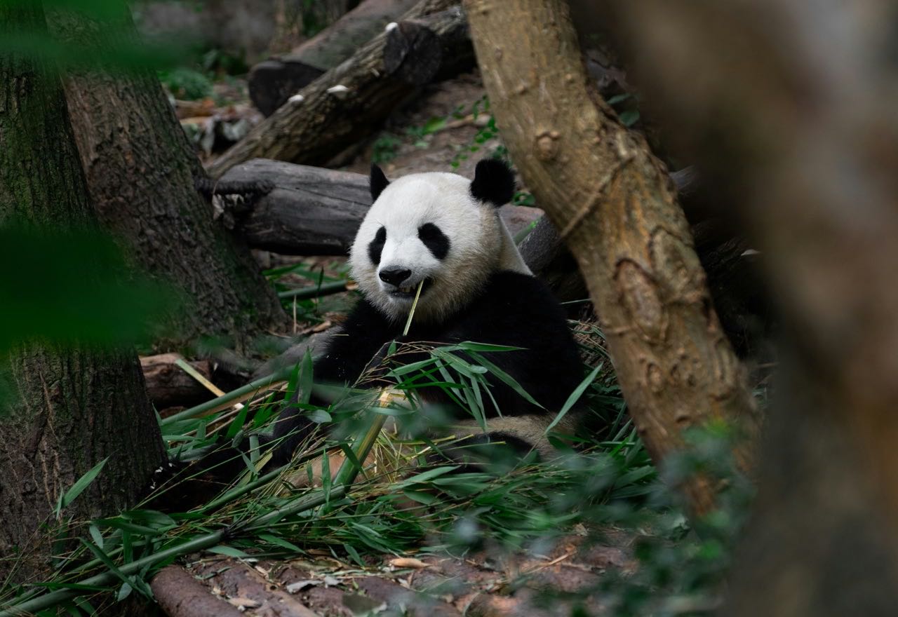 Conservación de pandas, Chengdu